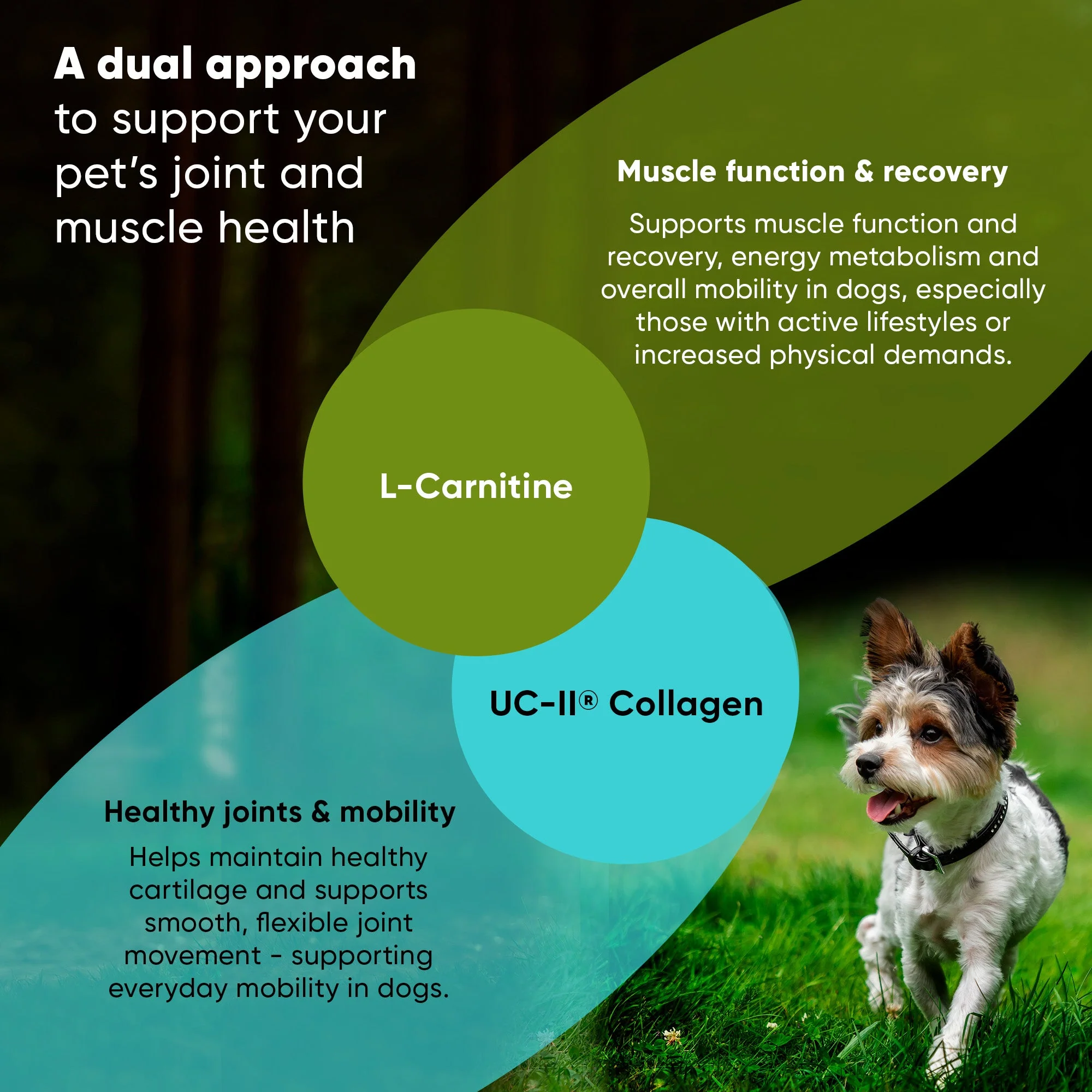 Joint & Muscle Health (Cats & Small Dogs) - Image 38